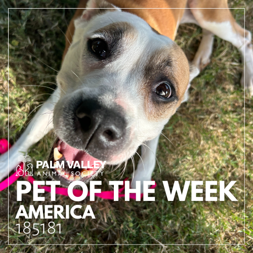 Palm Valley’s Pet of the Week is adorable pit bull terrier | The ...