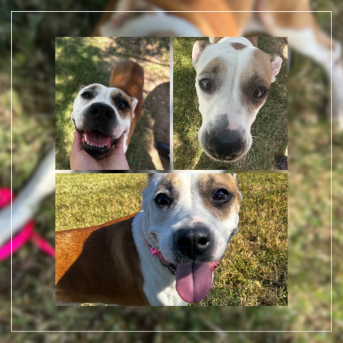 Palm Valley’s Pet of the Week is adorable pit bull terrier | The ...