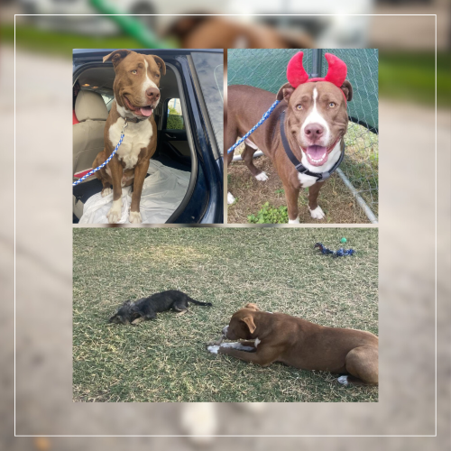 Palm Valley Animal Society’s Pet of the Week is sweet Pitbull Terrier ...