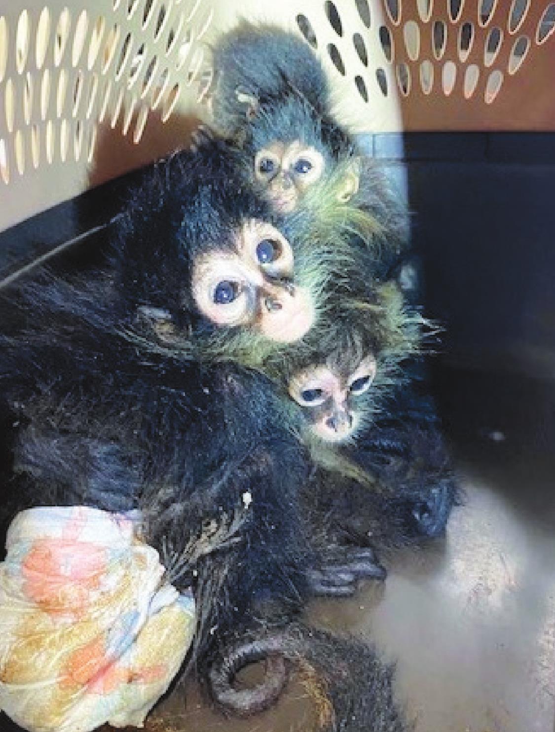 Undeclared spider monkeys intercepted by CBP officers and agriculture specialists at Progreso International Bridge. Courtesy Photo CBP