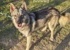 Beowulf, Oliviana looking for forever homes