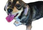 Above is Skeeter. At left is Pupper. Cinderella Pet Rescue Photos