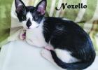 Cinderella Pet Rescue: Pair yourself up with purr-fect cats