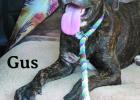 Gus and Mimi: Cinderella’s Pets of the Week