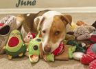 Cinderella Pet Rescue: June is finally here, and so is a ‘good boy’