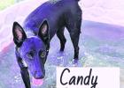 Candy Canine or Dog Holiday: Your new best friend?