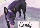 Candy Canine or Dog Holiday: Your new best friend?