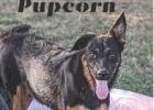 Cinderella’s Pupcorn and Roulette: Active dogs for active folks