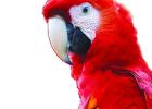 Parrots: Illegal aliens or escaped pets?
