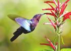The speedy hummingbird