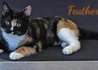 Loving homes needed for Dimitri and Feather