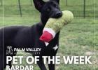 Palm Valley’s Pet of the Week loves to explore, play and socialize