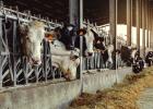Above: Cows are seen in their farm stable. Below: The New World Screwworm is seen. Adobe Stock Photos