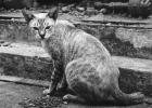 How do feral cats stay alive?