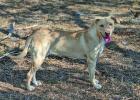 Cinderella Pet Rescue Photos