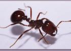 Fire ants heat up the Valley