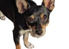 Cinderella Pet Rescue: Let’s hear it for the girls