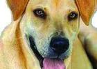 Cinderella Pet Rescue: Senior dogs need love, too