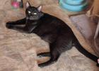 At right, Alfie is seen with his gorgeous yellow-green eyes. At bottom right, Eden decides to take some time to chill. Cinderella pet Rescue Photos