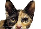 FUNNY FACE’S PURR-FOUND ADVICE