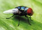 The New World screwworm fly is seen. | Dinar Budiman/ Adobe.Stock The New World screwworm fly is seen. Dinar Budiman/ Adobe.Stock