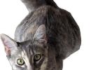 Check out Cinderella Pet Rescue’s Alfie and Eden