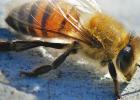 The killer bees in Rio Grande Valley