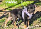 The Dogs of Spring: Crixus and Vallie