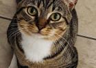 Meet Cinderella Pet Rescue’s Dante and Lollipuppy