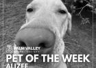 Palm Valley Animal Society’s Pet of the Week captures hearts