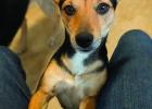 Is a four-legged ‘somebody’ looking for you?