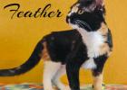 Cinderella’s Patchwork Pets: Cheri and Feather