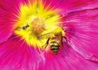 Wild Bees on Exhibit, Community Call for Photography of Pollinators in Action