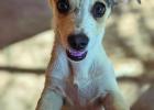 Puppy or Pamba? Two dogs ready for a new home