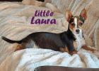 Cinderella Pet Rescue Photo Are you looking for a lap dog, or two?