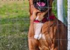 It’s time to ‘Fall’ in love with a Cinderella Pet Rescue dog