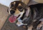 Cinderella Pet Rescue Photos