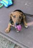 Cinderella Pet Rescue: Royal and Pupper in need of forever homes