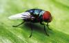 The New World screwworm fly is seen. Dinar Budiman/ Adobe.Stock