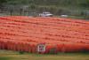 Hundreds of massive floating buoys are stored in Shelby Park in downtown Eagle Pass awaiting installation on the Rio Grande as part of a federal immigration crackdown on July 14. BOB DAEMMRICH/ Special to The Texas Tribune